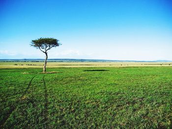 Scenic view of grassy field against cloudy sky