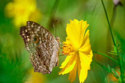 Close-up of butterfly on yellow flower