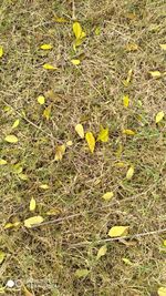High angle view of yellow flowering plant on field