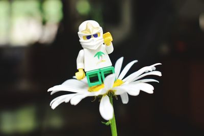 Close-up of white flower against blurred background