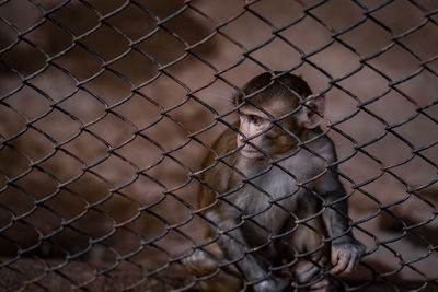Portrait of monkey seen through chainlink fence
