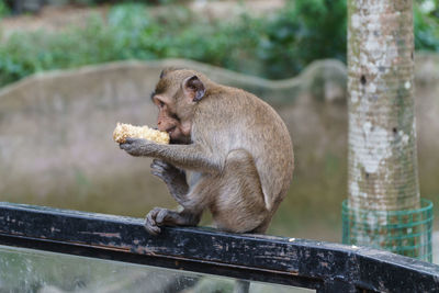 Monkey eating food on tree