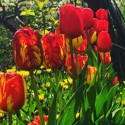 Close-up of red tulips