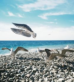 View of seagulls on beach against sky