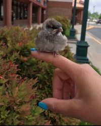 Close-up of hand holding bird