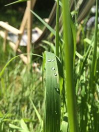 Close-up of green leaves