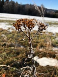 Close-up of dry plants on snow field