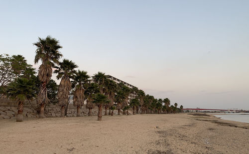 Palm trees on beach against clear sky