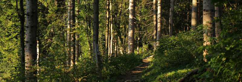 View of trees in forest