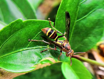 Close-up of insect on leaf