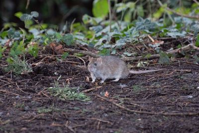 Close-up of sheep in a field
