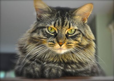 Close-up portrait of tabby cat