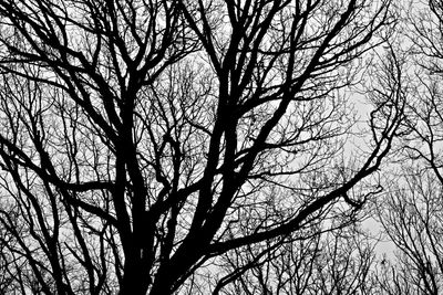 Low angle view of bare trees against sky