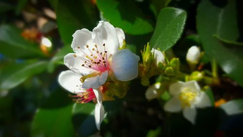 Close-up of white flowers blooming outdoors