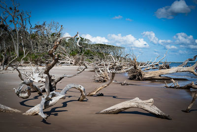 Bare tree on beach against sky