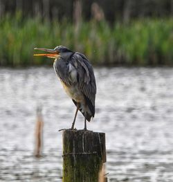 Close-up of bird perching on wooden post