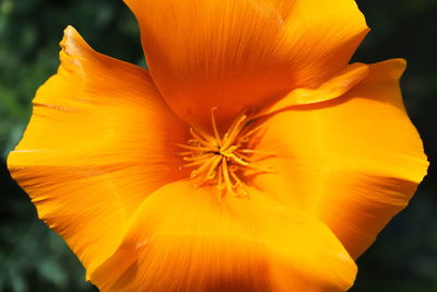 Close-up of orange flower