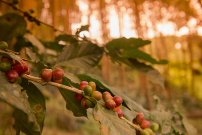 Close-up of berries growing on tree