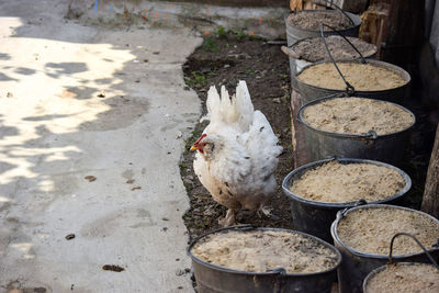 High angle view of birds on farm