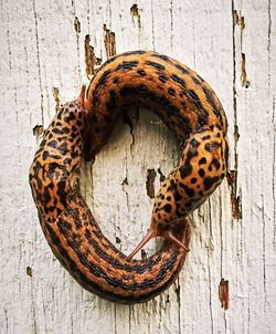 Close-up of slugs on wooden table