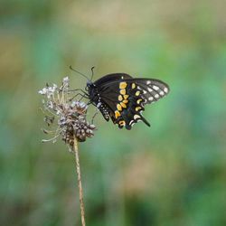 Close-up of butterfly pollinating on flower