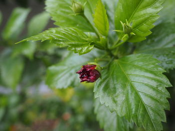 Close-up of red berries on plant