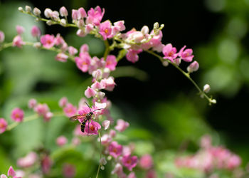 Close-up of insect on pink flowering plant