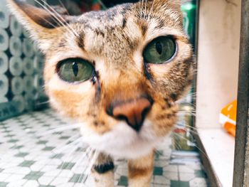 Close-up portrait of cat