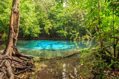 Scenic view of lake in forest