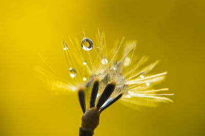 Close-up of raindrops on yellow flower