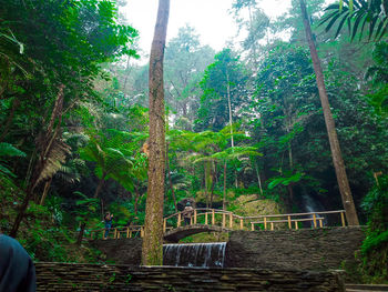 Trees in forest