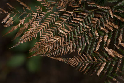 Full frame shot of dried leaves