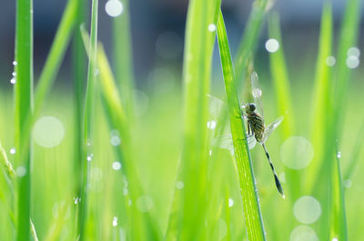 Close-up of insect on grass