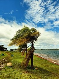 Tree on field by sea against sky