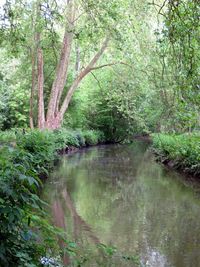 Reflection of trees in water