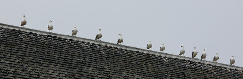 Low angle view of birds perching on railing