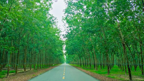 Empty road along trees