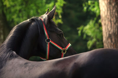 Close-up of horse outdoors