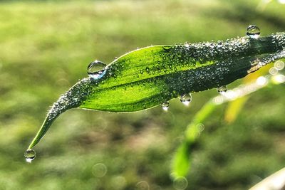 Close-up of raindrops on leaf