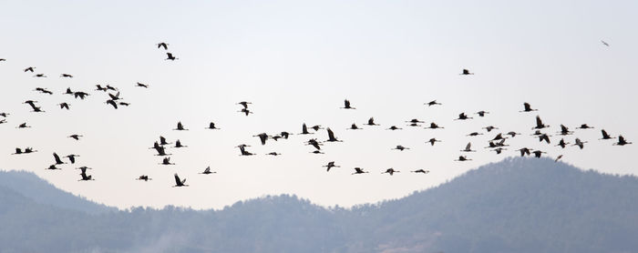 Low angle view of birds flying in the sky