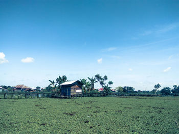 Scenic view of field against blue sky