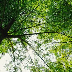 Low angle view of bamboo trees in forest