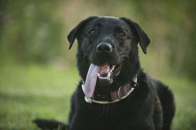 Portrait of black dog