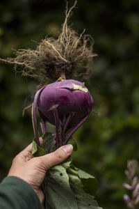 Close-up of hand holding purple flower