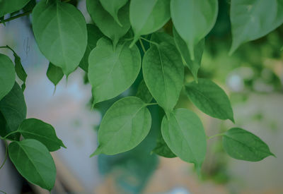 Close-up of fresh green leaves on plant