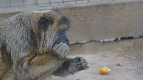 Close-up of monkey