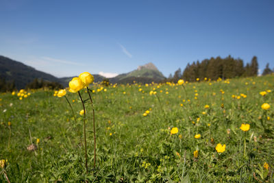 Yellow flowering plants on field