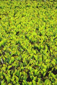 Full frame shot of leaves