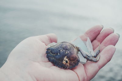 Close-up of hand holding crab