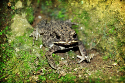 High angle view of frog on field